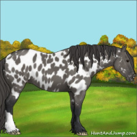 Horse Color:Grullo Near Leopard 