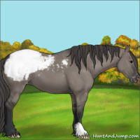 Horse Color:Grullo Appaloosa 