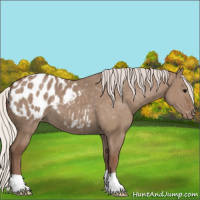 Horse Color:Silver Grullo Appaloosa 
