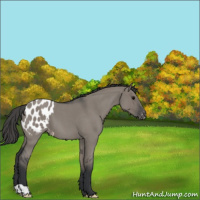Horse Color:Grullo Roan Appaloosa