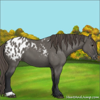 Horse Color:Grullo Appaloosa 