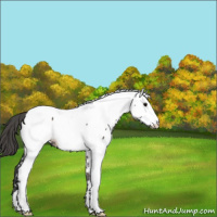 Horse Color:Grullo Appaloosa 