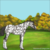 Horse Color:Grullo Appaloosa 