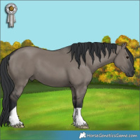Horse Color:Grullo 