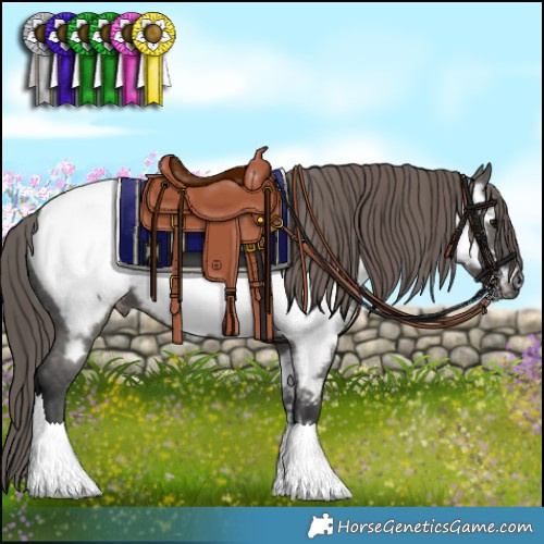 Horse Color:Grullo Appaloosa 