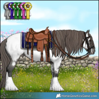 Horse Color:Grullo Appaloosa 