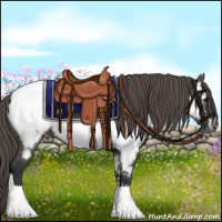 Horse Color:Grullo Appaloosa 