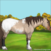 Horse Color:Brown Dun Appaloosa 