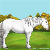 Horse Color:Grullo Appaloosa 