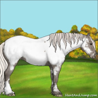 Horse Color:Silver Grullo Appaloosa 
