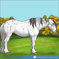 Horse Color:Grullo Sabino Appaloosa 