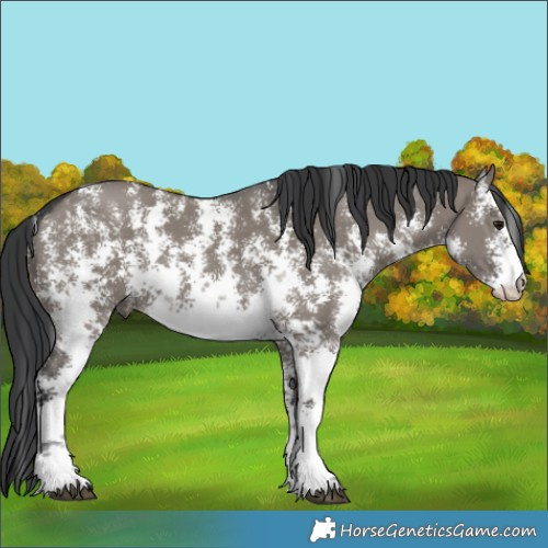 Horse Color:Grullo Sabino Rabicano 