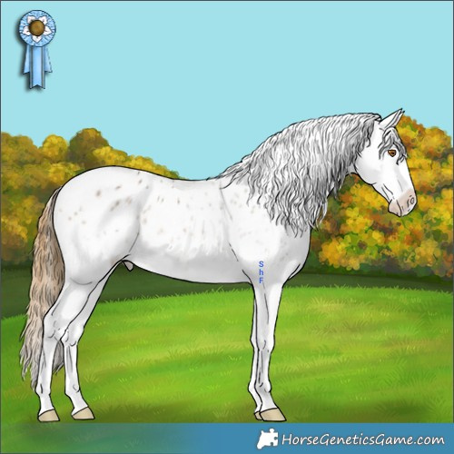 Horse Color:White Spotted Buckskin Splash Appaloosa 