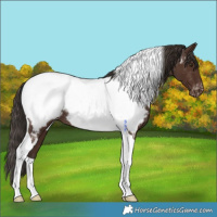 Horse Color:Liver Chestnut Tobiano Appaloosa Rabicano