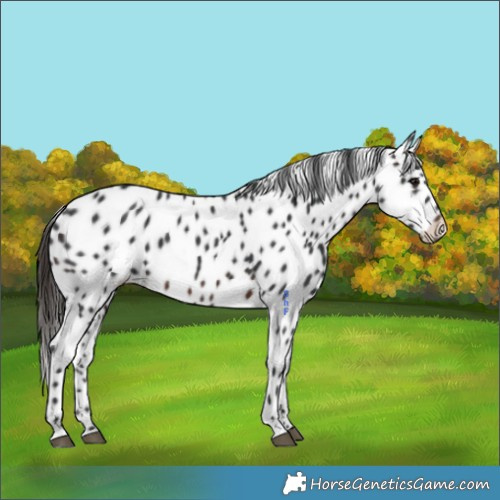 Horse Color:Brown Appaloosa 