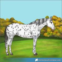 Horse Color:Brown Appaloosa 