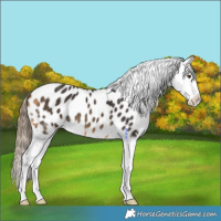 Horse Color:Buckskin Appaloosa 