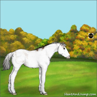 Horse Color:Buckskin Sabino Rabicano