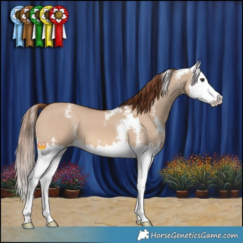 Horse Color:Red Dun Sabino Splash 