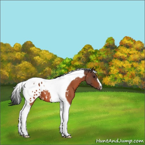 Horse Color:Bay Roan Tobiano Appaloosa 