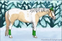 Horse Color:Gold Champagne Dun Splash Tobiano Brindle