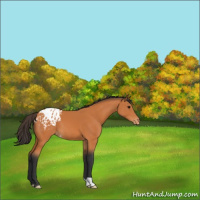 Horse Color:Bay Appaloosa