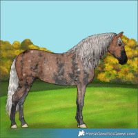 Horse Color:Void Silver Bay Sabino 