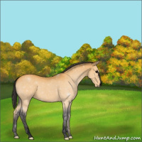 Horse Color:Void Buckskin Sabino 