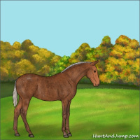 Horse Color:Void Silver Bay Roan 