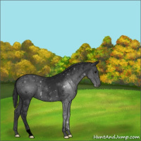 Horse Color:Void Blue Roan 