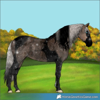 Horse Color:Void Silver Blue Roan Splash Tobiano 