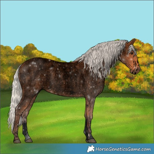 Horse Color:Void Silver Bay Roan Sabino  and Void Silver Bay Roan Sabino Rabicano 