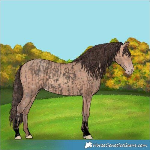 Horse Color:Void Classic Champagne Roan Rabicano and Void Amber Champagne Sabino
