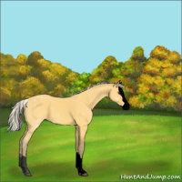 Horse Color:Void Silver Buckskin Sabino Splash 