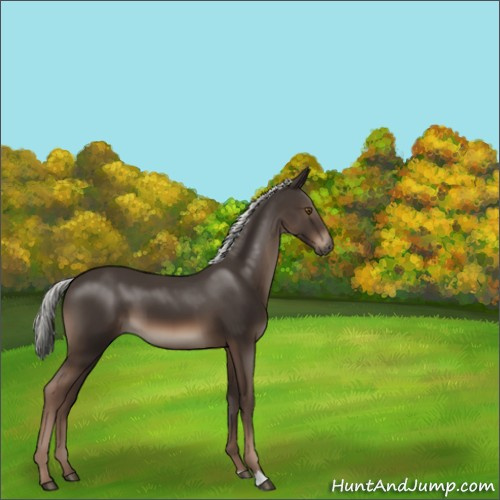 Horse Color:Liver Chestnut Mushroom 