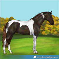Horse Color:Midnight Red Dun Tobiano 