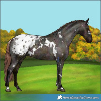 Horse Color:White Spotted Midnight Chocolate Bay Ice Dun Appaloosa 