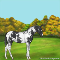 Horse Color:White Spotted Black Tobiano Appaloosa 