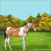 Horse Color:White Spotted Bay Tobiano 