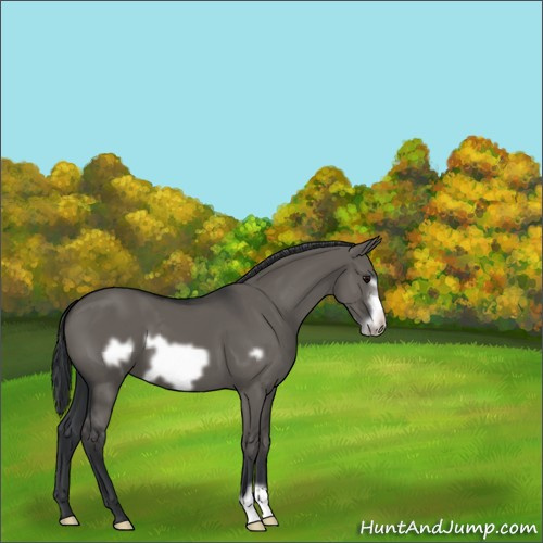 Horse Color:Grullo Frame 