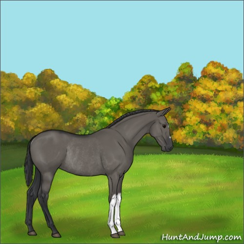 Horse Color:Grullo Rabicano 