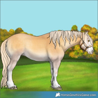 Horse Color:Gold Cream Champagne Onyx 