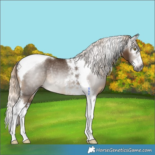 Horse Color:Gray Chocolate Palomino Splash Tobiano Rabicano 