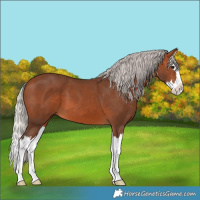 Horse Color:Silver Brown Splash 