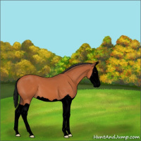Horse Color:Void Bay Splash 