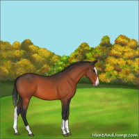 Horse Color:Bay Splash 