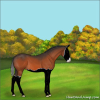 Horse Color:Bay Splash