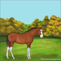 Horse Color:Brown Splash Rabicano 