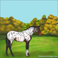 Horse Color:Brown Near Leopard