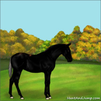 Horse Color:Void Silver Bay Sabino Splash 
